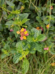 Lantana camara