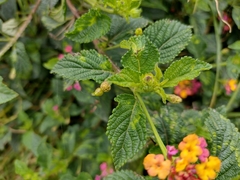 Lantana camara