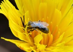 Lasioglossum zephyrus