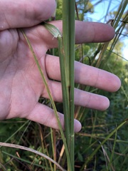 Andropogon brachystachyus
