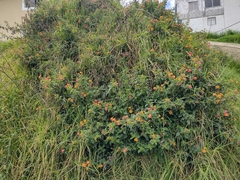 Lantana camara