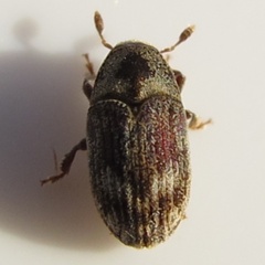 Hylesinus
