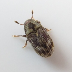 Hylesinus