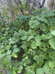 Piper excelsum excelsum