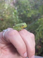 Hyla gratiosa