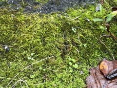 Hypnum cupressiforme