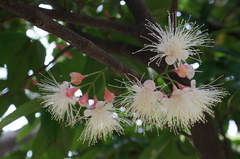 Syzygium tripinnatum