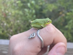 Hyla gratiosa