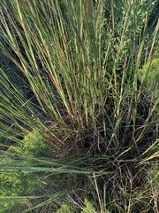 Andropogon brachystachyus