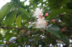 Syzygium tripinnatum