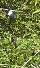 Hypnum cupressiforme