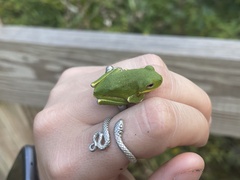 Hyla gratiosa