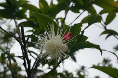 Syzygium tripinnatum