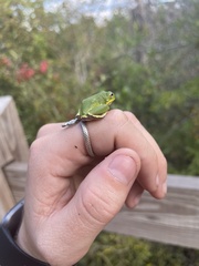 Hyla gratiosa