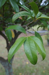 Syzygium tripinnatum