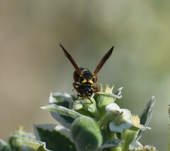 Stenodynerus propinquus
