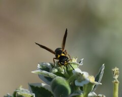 Stenodynerus propinquus