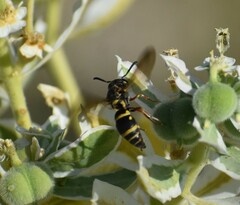 Stenodynerus propinquus