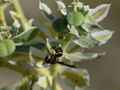 Stenodynerus propinquus