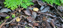 Pholiota spumosa