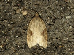 Acleris macdunnoughi