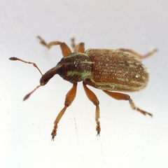 Hypera nigrirostris