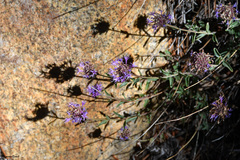 Monardella odoratissima