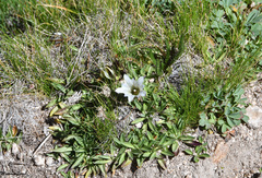 Gentiana newberryi tiogana