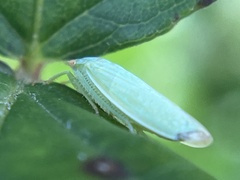 Gyponana