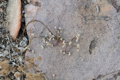Tidestromia lanuginosa