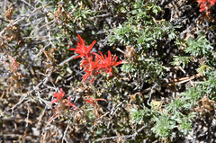 Castilleja applegatei