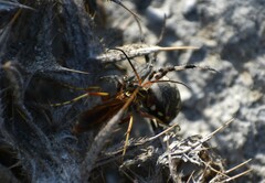 Poecilopompilus interruptus