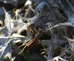 Poecilopompilus interruptus