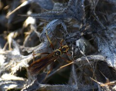 Poecilopompilus interruptus