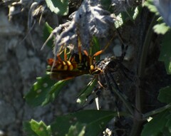 Poecilopompilus interruptus