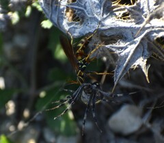 Poecilopompilus interruptus