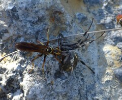 Poecilopompilus interruptus