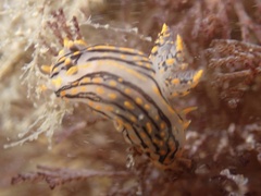 Polycera atra