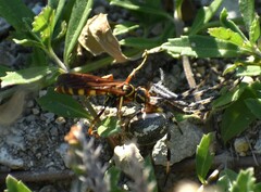 Poecilopompilus interruptus