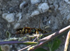 Poecilopompilus interruptus