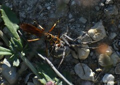 Poecilopompilus interruptus