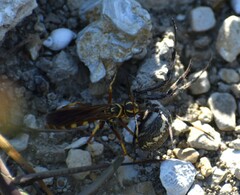 Poecilopompilus interruptus