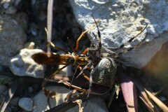 Poecilopompilus interruptus