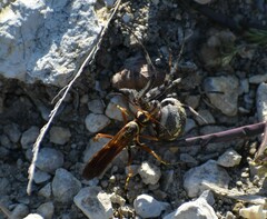 Poecilopompilus interruptus