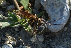 Poecilopompilus interruptus