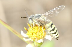 Bembix formosana