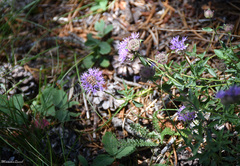 Monardella odoratissima