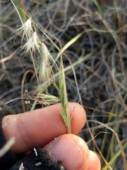Bouteloua rigidiseta