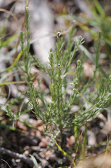 Chaetopappa ericoides