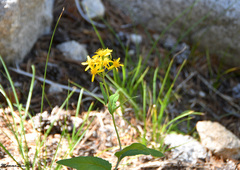 Senecio integerrimus